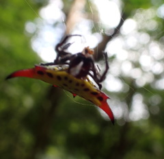 Gasteracantha sauteri