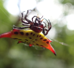Gasteracantha sauteri