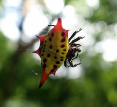 Gasteracantha sauteri