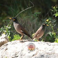 Acridotheres tristis