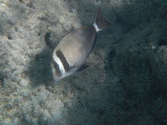 Acanthurus leucopareius