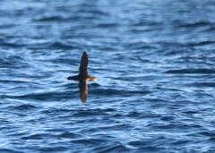 Puffinus mauretanicus