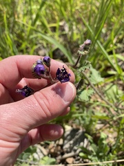 Phacelia parryi