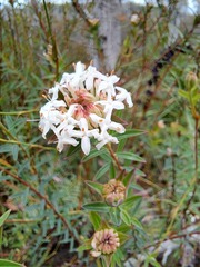 Pimelea linifolia