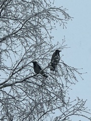 Corvus cornix