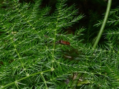 Brentidae