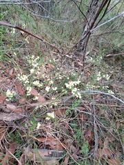 Acacia hubbardiana