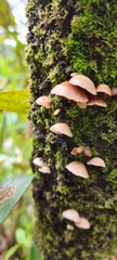 Panellus luxfilamentus