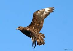 Stercorarius skua