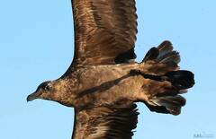 Stercorarius skua