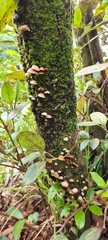 Panellus luxfilamentus