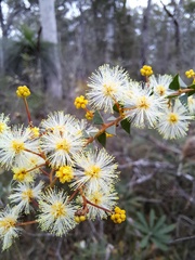 Acacia hubbardiana