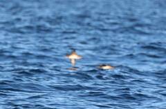 Puffinus mauretanicus