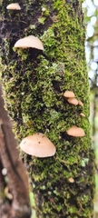Panellus luxfilamentus