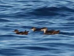 Puffinus mauretanicus