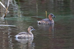 Tachybaptus ruficollis