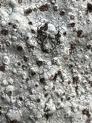 Phlyctis petraea