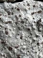Phlyctis petraea