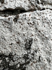 Phlyctis petraea