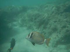 Acanthurus leucopareius