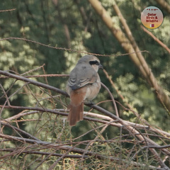 Lanius isabellinus