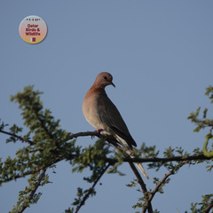 Streptopelia senegalensis