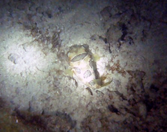Diodon liturosus