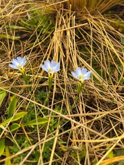 Gentiana sedifolia