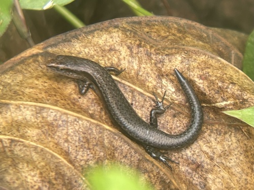 Lampropholis delicata observed 2023-02-22
