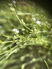 Pectocarya linearis ferocula