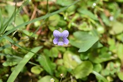 Viola inconspicua nagasakiensis