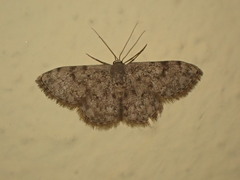 Scopula asellaria