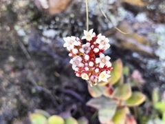 Crassula rubricaulis