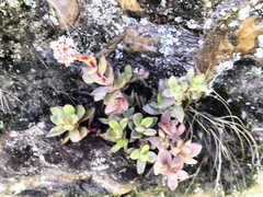 Crassula rubricaulis