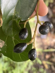 Cryptocarya triplinervis riparia