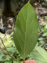 Cryptocarya triplinervis riparia