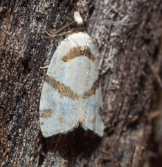 Fuscicepsana