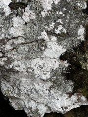 Phlyctis petraea