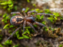 Amaurobius fenestralis