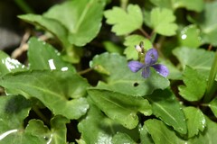 Viola inconspicua nagasakiensis