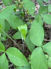 Arisaema acuminatum