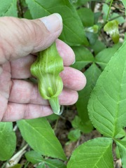 Arisaema acuminatum