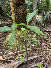 Arisaema acuminatum