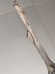 Mantidae