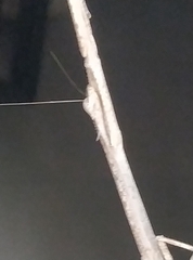 Mantidae