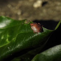 Antiteuchus sepulcralis