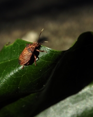 Antiteuchus sepulcralis