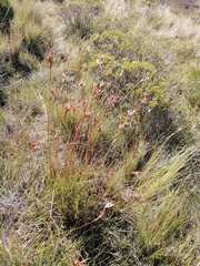 Themeda triandra
