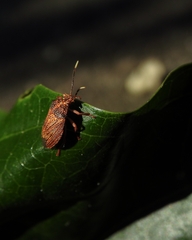 Antiteuchus sepulcralis