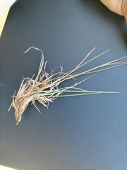 Themeda triandra